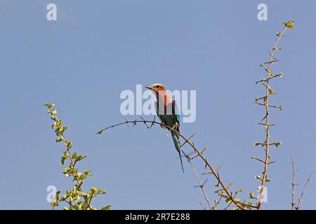 Lilas Breasted Roller, coracias caudata, adulte debout sur la branche, réserve Moremi, delta d'Okavango au Botswana Banque D'Images