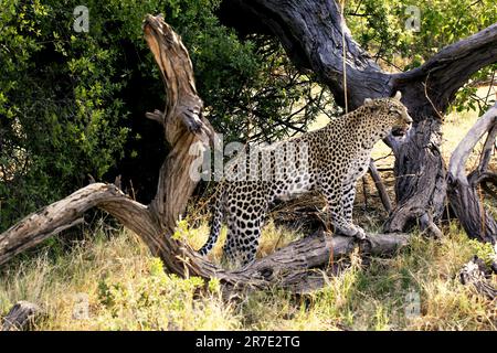 Léopard, panthera pardus, adulte sur Dead Tree, réserve de Moremi, delta d'Okavango au Botswana Banque D'Images