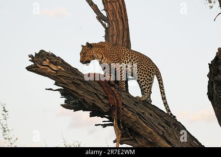 Léopard, panthera pardus, adulte debout dans l'arbre, avec un tut, réserve de Moremi, delta d'Okavango au Botswana Banque D'Images