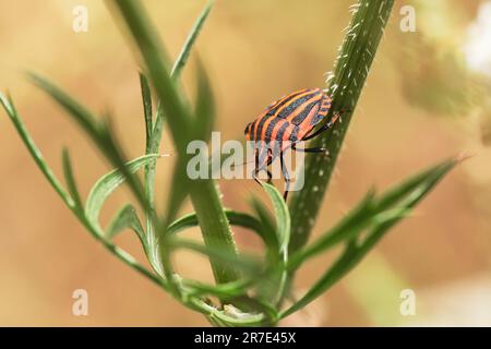 Punaie à rayures (Graphosoma italicum) sur une plante ombellifère sauvage Banque D'Images