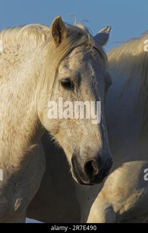 Camargue Horse, Portrait d'adulte, Saintes Marie de la Mer dans le Sud de la France Banque D'Images