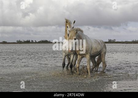 Camargue Horse, étalons combattant dans le marais, Saintes Marie de la Mer en Camargue, dans le sud de la France Banque D'Images