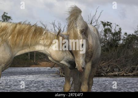 Camargue Horse, étalons combattant dans le marais, Saintes Marie de la Mer en Camargue, dans le sud de la France Banque D'Images