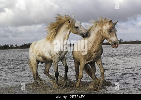 Camargue Horse, étalons combattant dans le marais, Saintes Marie de la Mer en Camargue, dans le sud de la France Banque D'Images