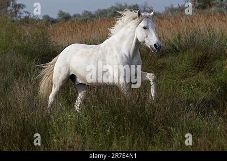 Camargue Horse, Saintes Marie de la Mer dans le Sud de la France Banque D'Images