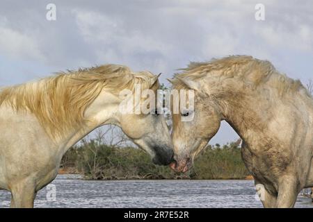 Camargue Horse, étalons combattant dans le marais, Saintes Marie de la Mer en Camargue, dans le sud de la France Banque D'Images