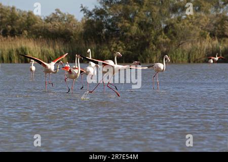 Grand Flamingo, phoenicopterus ruber roseus, adulte en vol, décollage de Swamp, Camargue dans le sud-est de la France Banque D'Images