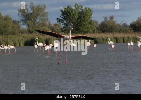 Grand Flamingo, phoenicopterus ruber roseus, adulte en vol, atterrissage dans le marais, Camargue dans le sud-est de la France Banque D'Images