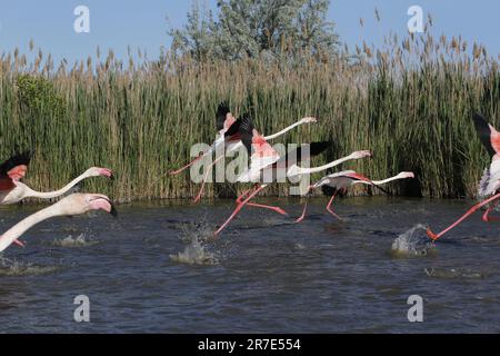 Grand Flamingo, phoenicopterus ruber roseus, adulte en vol, décollage de Swamp, Camargue dans le sud-est de la France Banque D'Images