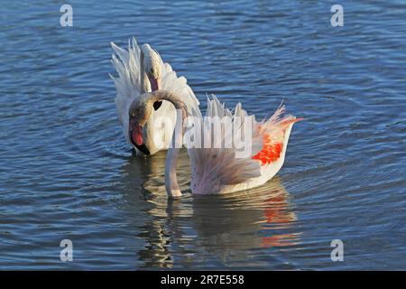 Grand Flamingo, phoenicopterus ruber roseus, paire debout dans le marais, exposition de vaisseau, Camargue dans le sud-est de la France Banque D'Images