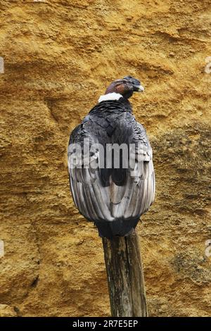 Condor andin, vultur gryphus, Homme debout sur la poste Banque D'Images