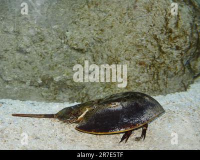 Crabe fer à cheval de l'Atlantique, limulus polyphemus Banque D'Images