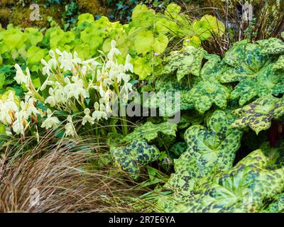 Plantation à l'ombre du feuillage de Podophyllum 'Sunty Dotty' et de l'Epimedium 'Amber Queen' avec des fleurs de Roscoea 'Kew Beauty' Banque D'Images