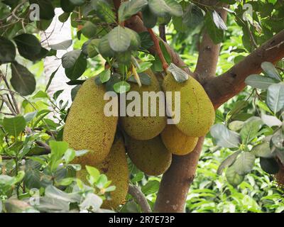 Arbre de Jackfruit, artocarpus heterophyllus, Cambodge Banque D'Images