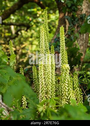 Épis pâles de fleurs de la fleur sauvage suculente du Royaume-Uni, umbilicus rupestris, Navelwort Banque D'Images