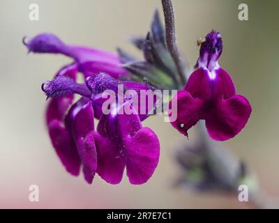 Fleurs dans la pointe de l'arbuste secondaire semi-robuste, Salvia 'Amethyst Lips' Banque D'Images