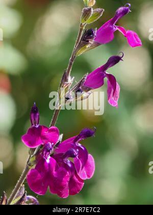 Fleurs dans la pointe de l'arbuste secondaire semi-robuste, Salvia 'Amethyst Lips' Banque D'Images