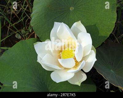 Lotus sacré, nelumbo nucifera, province de Seam Reap, Cambodge Banque D'Images