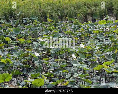 Lotus sacré, nelumbo nucifera, province de Seam Reap, Cambodge Banque D'Images