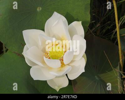 Lotus sacré, nelumbo nucifera, province de Seam Reap, Cambodge Banque D'Images