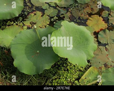 Lotus sacré, nelumbo nucifera, province de Seam Reap, Cambodge Banque D'Images