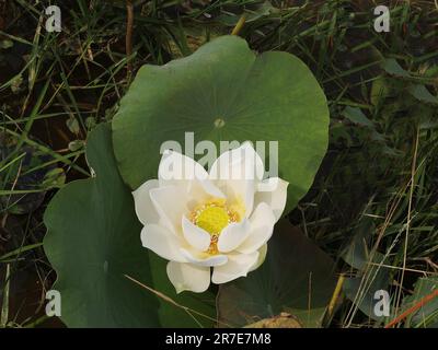 Lotus sacré, nelumbo nucifera, province de Seam Reap, Cambodge Banque D'Images