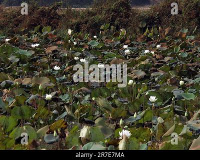 Lotus sacré, nelumbo nucifera, province de Seam Reap, Cambodge Banque D'Images