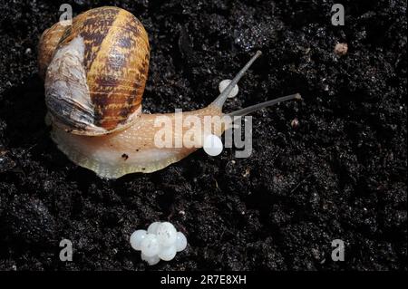 Escargot de jardin (Helix aspersa) pontant des œufs. Segria, Lleida, Catalogne, Espagne. Banque D'Images