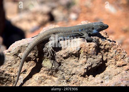 Le lézard de Gallot ou le lézard de l'ouest des Canaries (Gallotia galloti) est endémique de la région de la Tenerife et de la Palma, îles Canaries. Cette photo a été prise à El Roque d Banque D'Images