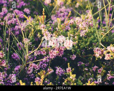 Fleurs sauvages violettes, Dirk Hartog Island Australie occidentale Banque D'Images