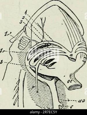 'Éléments d'anatomie comparative' (1878) Banque D'Images