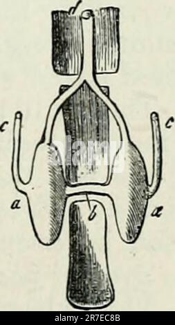 'Éléments d'anatomie comparative' (1878) Banque D'Images