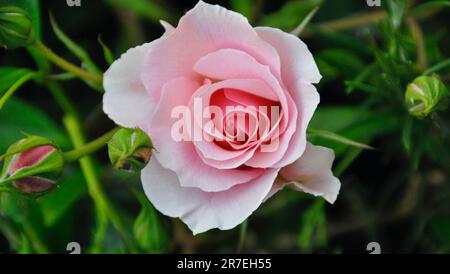Bonne retraite Floribunda Rose Bush Banque D'Images
