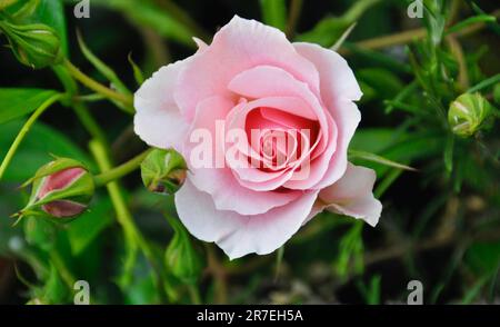 Bonne retraite Floribunda Rose Bush Banque D'Images