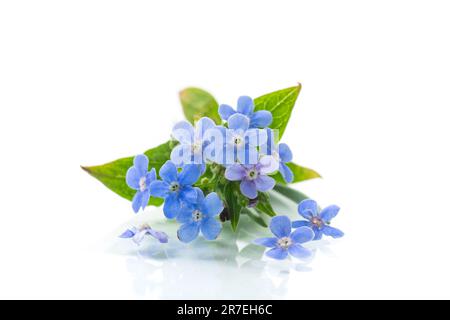 petites fleurs bleues forget-me-not sur fond blanc Banque D'Images