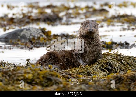 Otter sauvage (Lutra lutra) parmi les algues, île de Mull, Écosse Banque D'Images