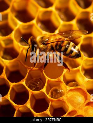 Macro d'une abeille juchée sur un nid d'abeille Banque D'Images
