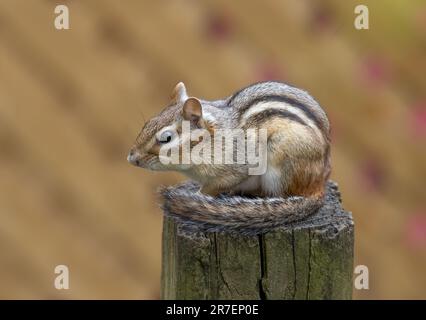 Chipmunk de l'est assis au-dessus d'un poste de clôture dans la lumière du matin à Ottawa, Canada Banque D'Images