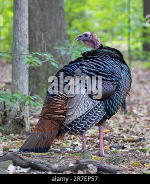 Tom (Meleagris gallopavo) de dinde sauvage de sexe masculin de l'est qui s'enchaîne avec des plumes de queue en éventail dans la forêt au Canada Banque D'Images