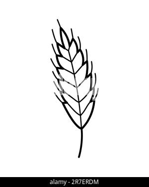 Épillets pour plantes de blé. Dessin à la main de l'icône de l'avoine, du seigle, de l'orge. Illustration vectorielle isolée en style de ligne doodle. Illustration de Vecteur