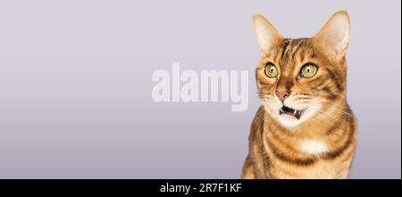 Drôle Bengal Shorthair chat portrait à l'aspect choqué ou surpris sur fond violet avec l'espace de copie Banque D'Images