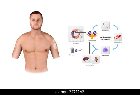 Métabolisme du fer. Du foie, de l'intestin et de la rate. Circulation, recyclage, stockage et absorption de Ferrum. Érythropoïèse. Repasser avec les globules rouges mov Banque D'Images
