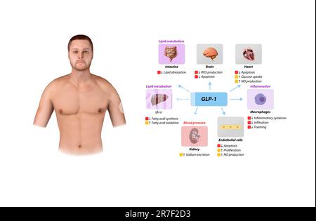 Peptide semblable au glucagon 1 GLP-1 prévient les complications macrovasculaires, les maladies coronariennes, , le métabolisme des lipides, l'inflammation de la pression artérielle, le monoxyde d'azote Banque D'Images