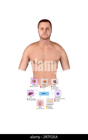 Peptide semblable au glucagon 1 GLP-1 prévient les complications macrovasculaires, les maladies coronariennes, , le métabolisme des lipides, l'inflammation de la pression artérielle, le monoxyde d'azote Banque D'Images