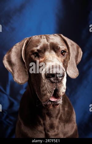 Grand chien Danois avec belle couleur, photoshoot en studio Banque D'Images