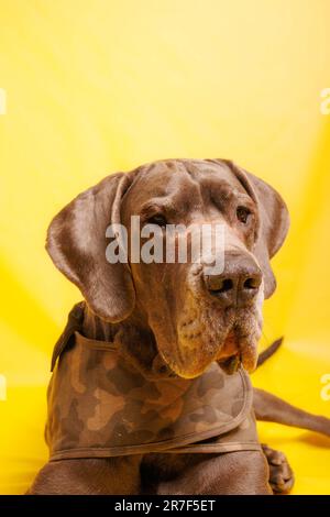 Grand chien Danois avec belle couleur, photoshoot en studio Banque D'Images