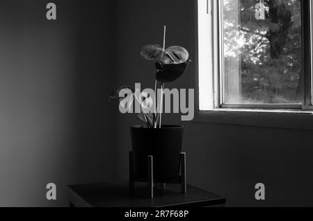 Monstera deliciosa maison tropicale plante noir et blanc photographie Banque D'Images