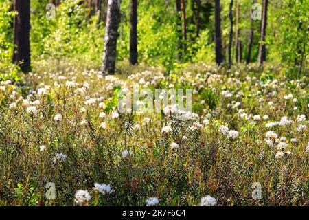 Rhododendron tomentosum, thé Marsh Labrador, floraison dans une zone humide tourbée le jour ensoleillé de juin dans le sud de la Finlande. Banque D'Images