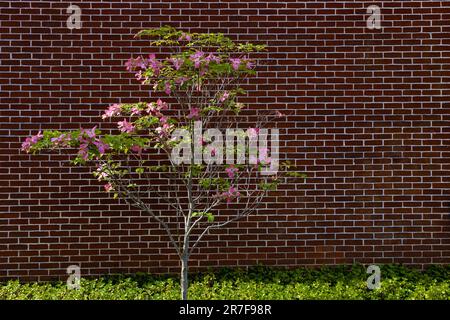 Arbre en bois de chien en fleur devant un mur extérieur en brique. Banque D'Images