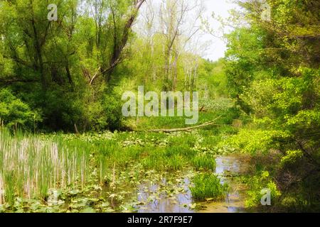 Vue sur le paysage à Beaver Marsh, parc national de Cuyahoga Valley. Banque D'Images